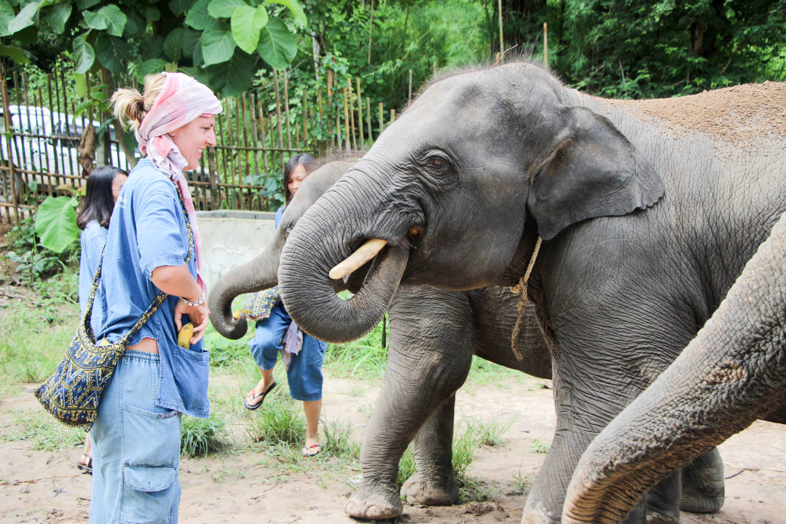 Chiang mai maerim elephant sanctuary par les bons plans de stef